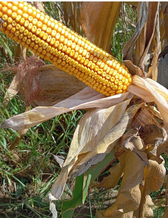 Vând porumb stiulete! Ofer transport!