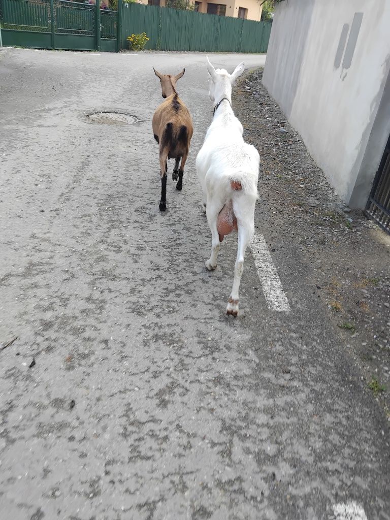 Capra alpina franceza și capra sannen gestanta
