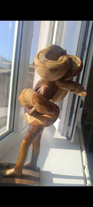 Императорский удав самка