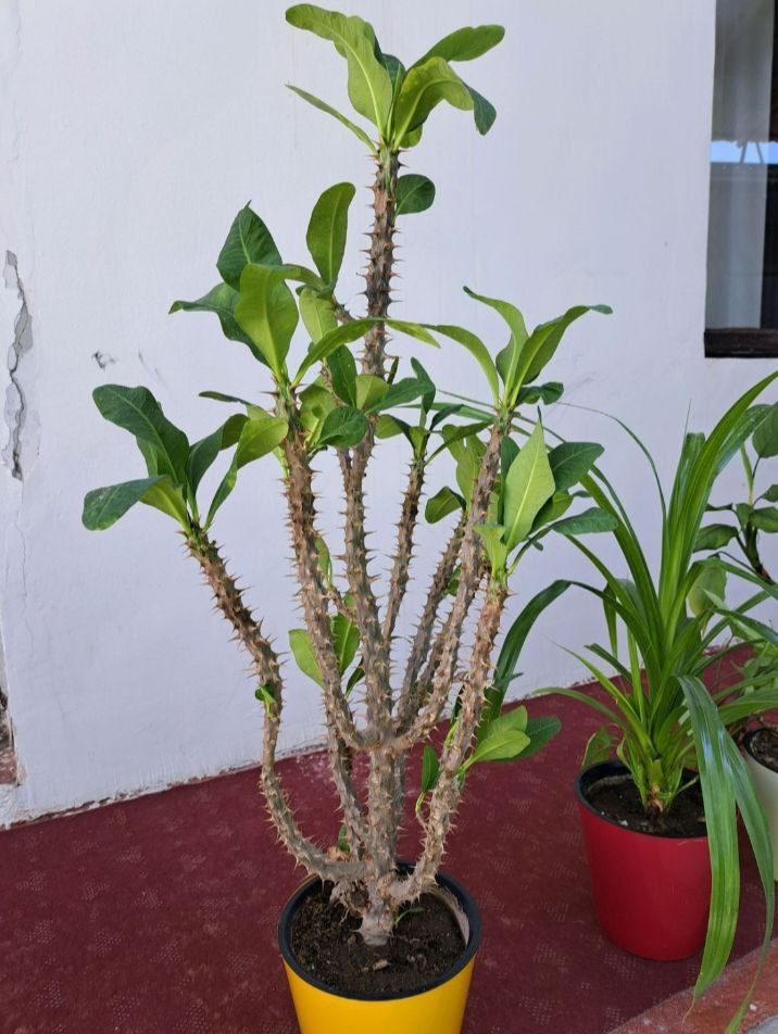 Gullar sotiladi, tuvagi bilan.