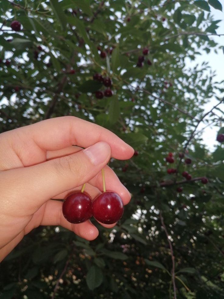 Продам Вишню крпуную