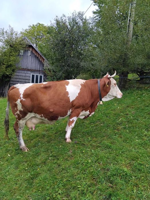 Vaca de vanzare, balțata romaneasca