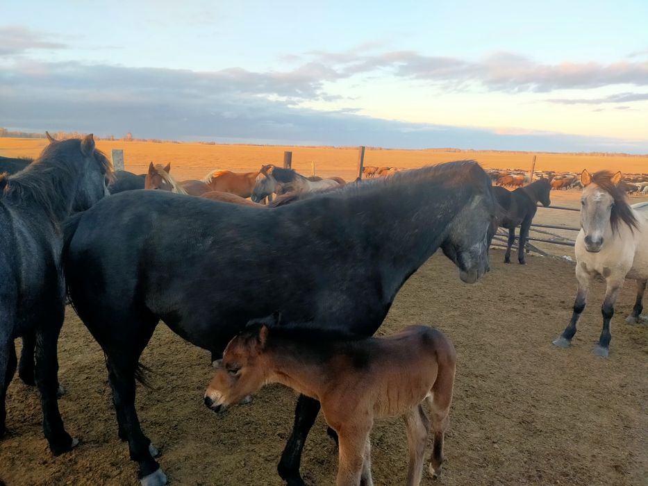 Продам байтал с жеребенком.