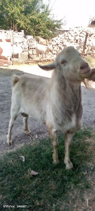 Огул коз (куштиришга), Темпераментный!