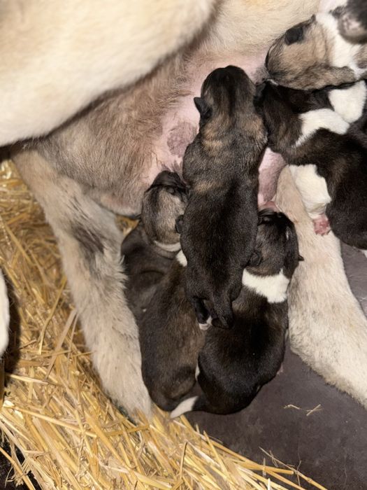 Америкаска акита кученца мъжки и женски