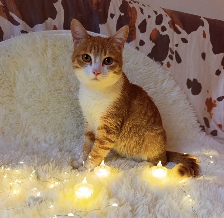 Отдам кота в добрые руки