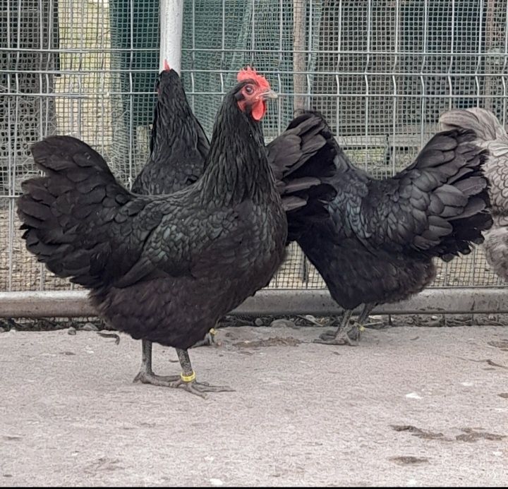 Vând pui din rasa de gaini Australorp Albastru si Negru