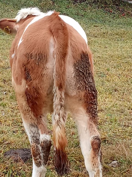Vitea de vânzare Vidra ,Alba