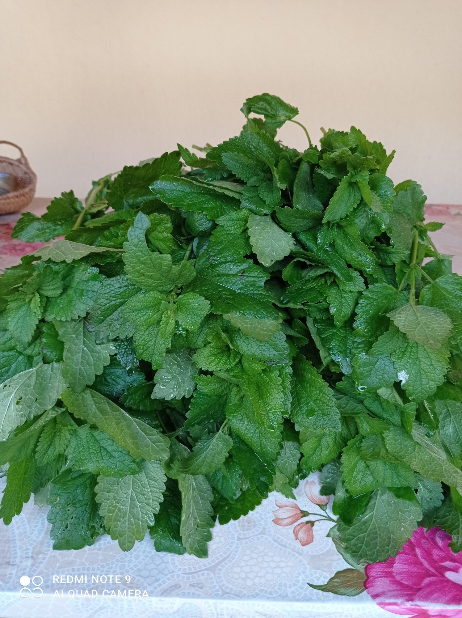 Melissa Roenita Lemon balm proaspata