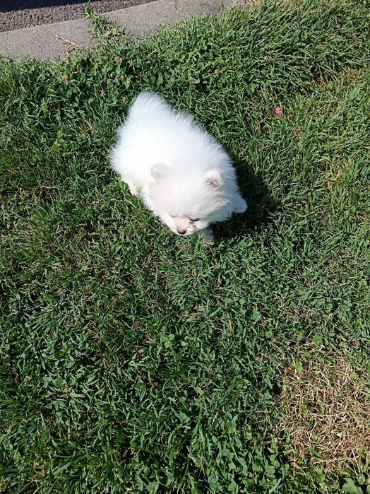 Бял померан 800лв