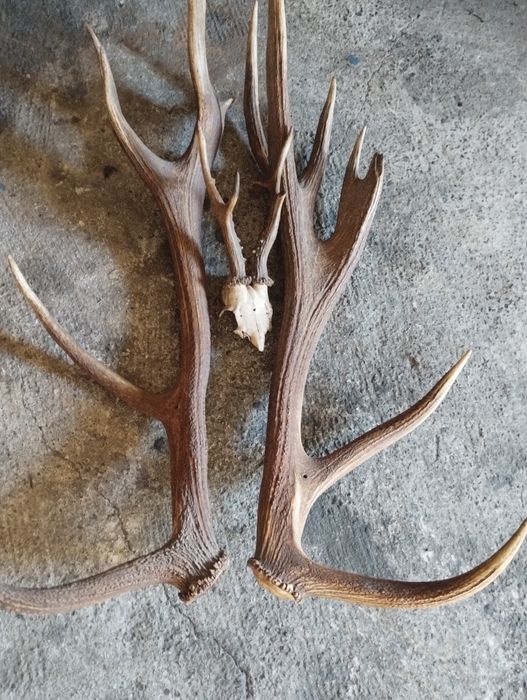 Vând coarnele de cerb două perechi