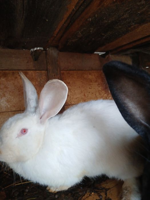 Iepuri rasa german uriaș