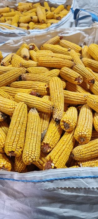 Porumb stiulete productie 2025