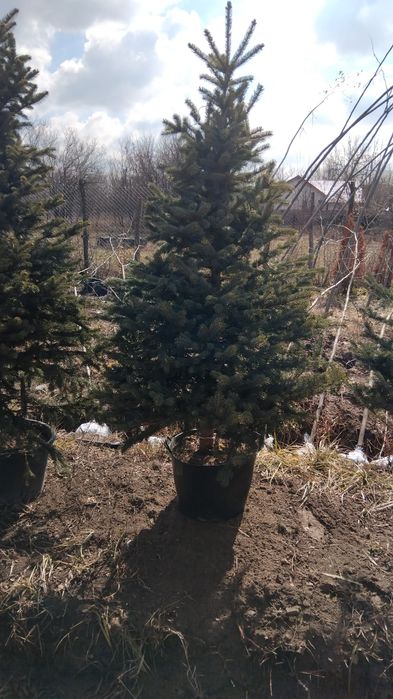Vând plante ornamentale