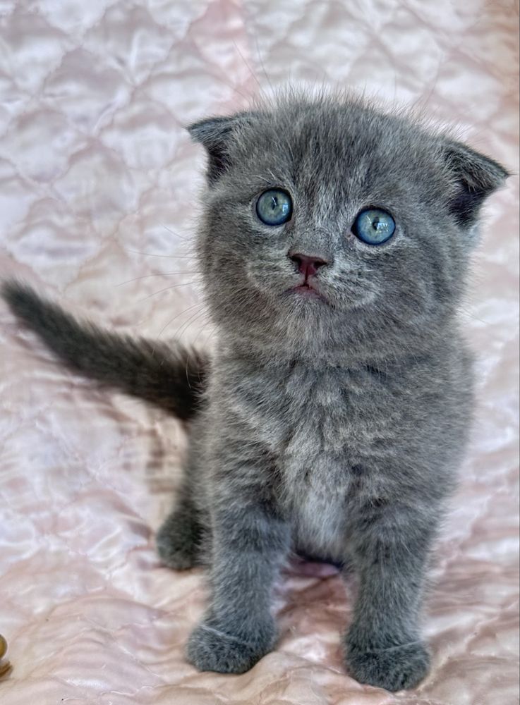 Котенок скотиш фолд мальчик