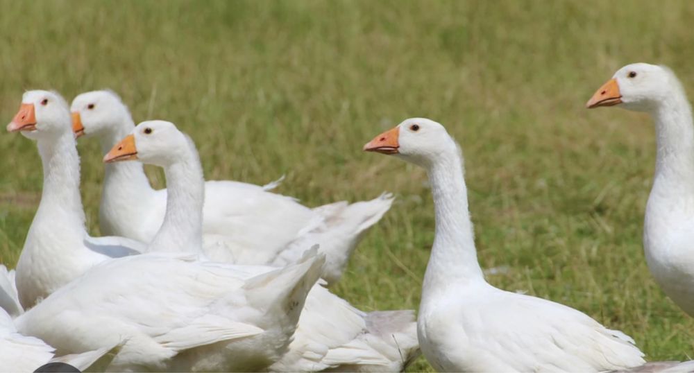 Gâște și rațe de vânzare