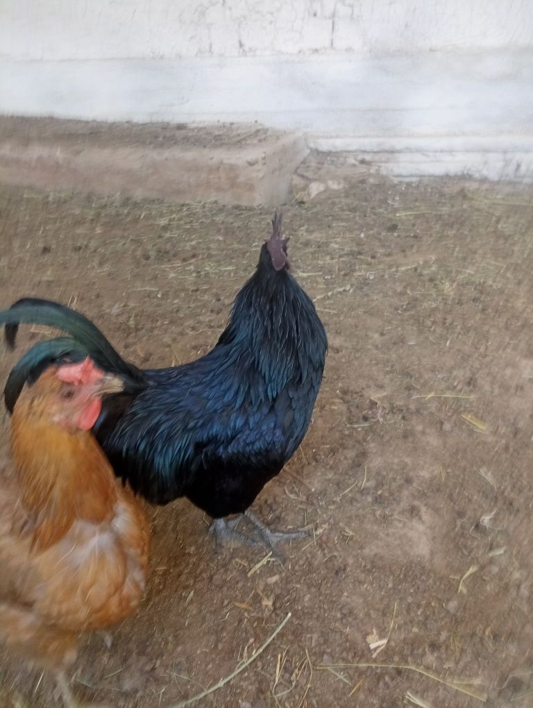 5 oylik toza  uxeyli zotli joʻja xoʻrozlar sotiladi.