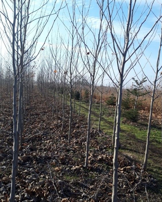 Vindem mesteacan tei frumos mirositor