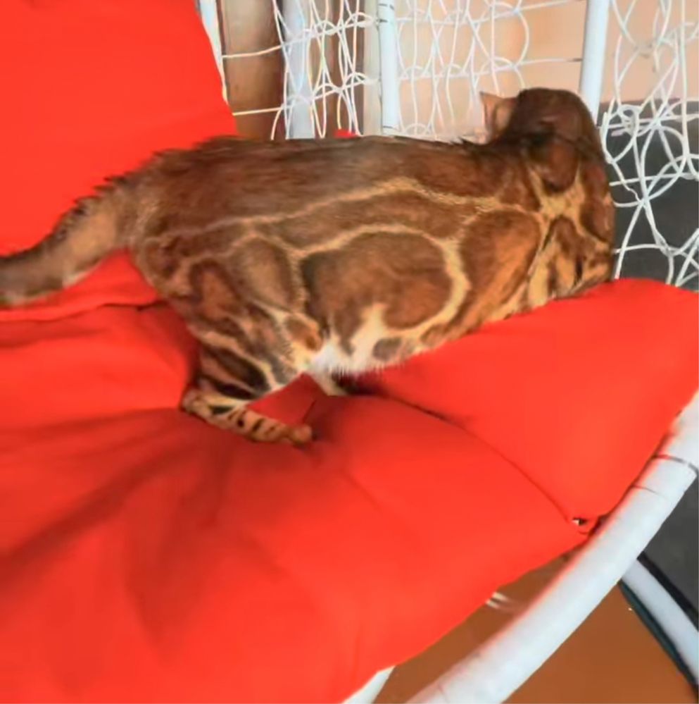 Котенок бенгал девочка