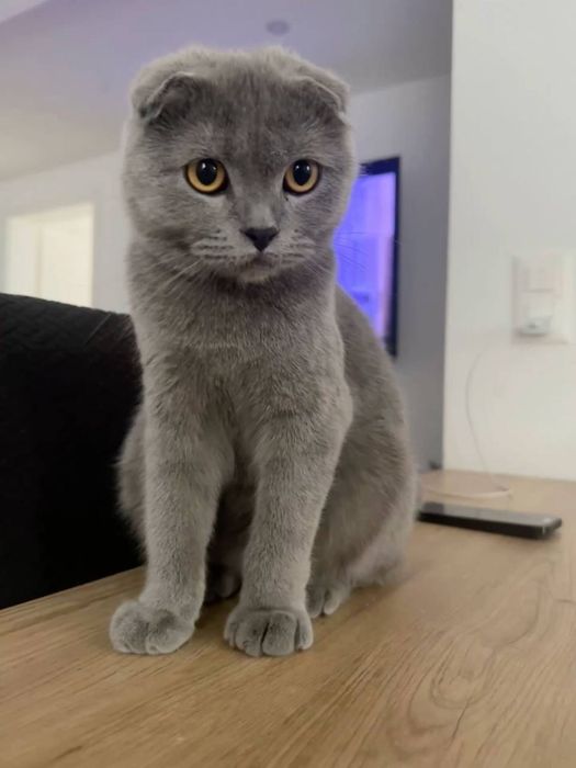 Продаётся котёнок. Мальчик. Скоттиш фолд.