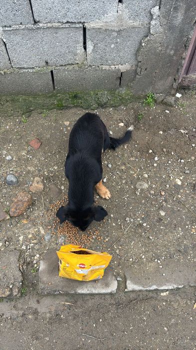 cățea  corcitură abandonata