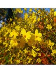 Iasomie Yellow galbena Parfumata