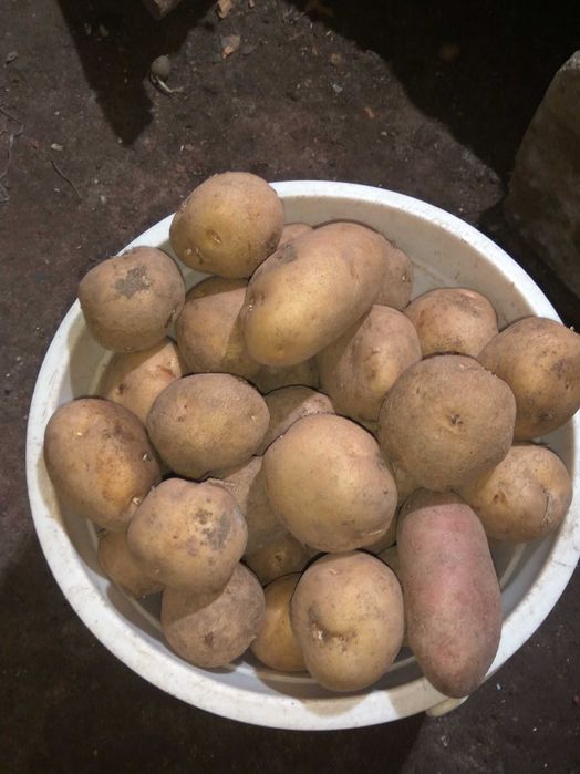 Продам дачный картофель .