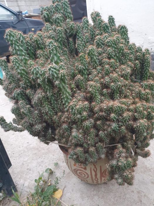 Продается  кактус