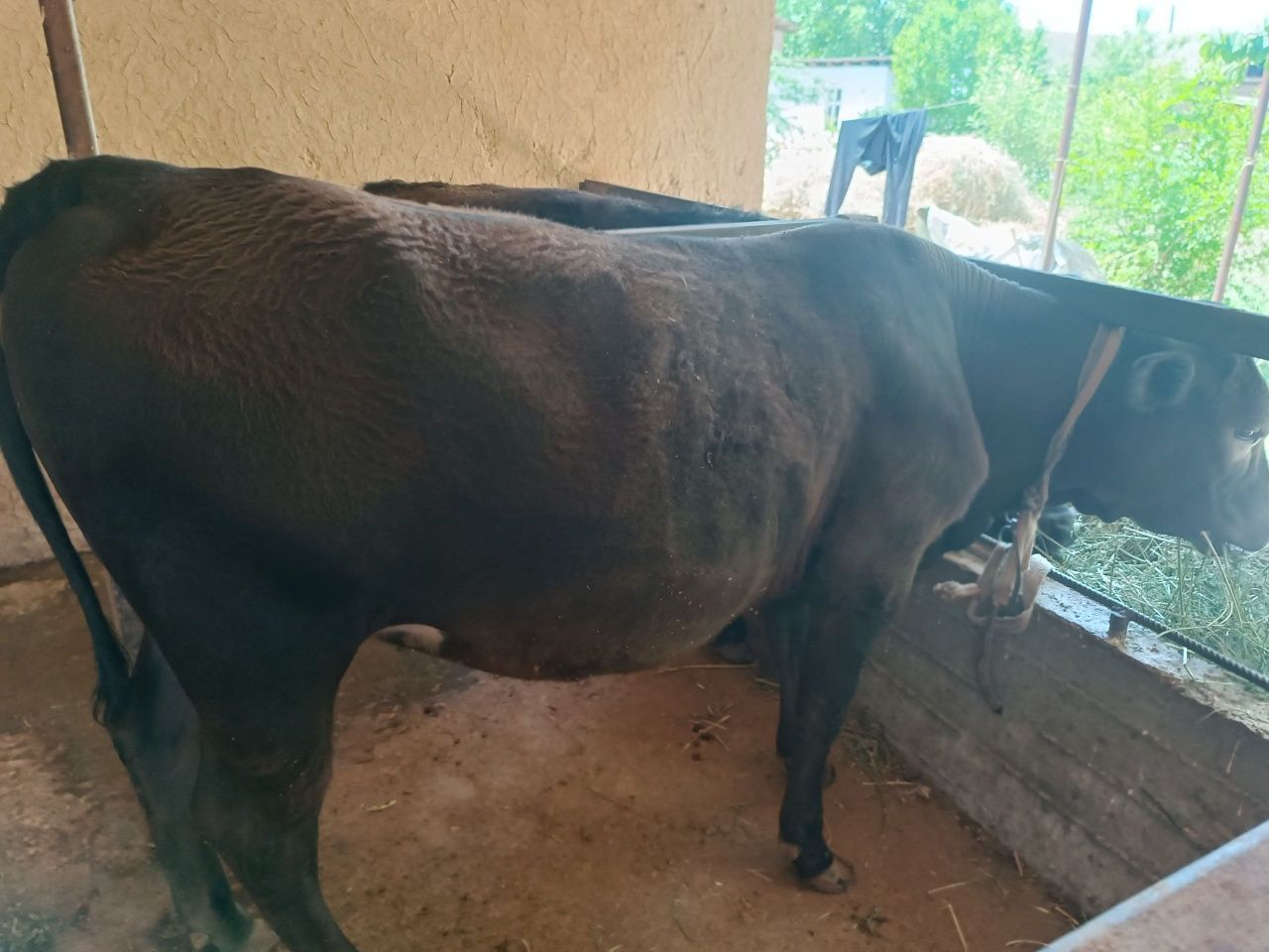 Ona bola sigir bolasi angus suniy onasi 12 l gach sut beradi