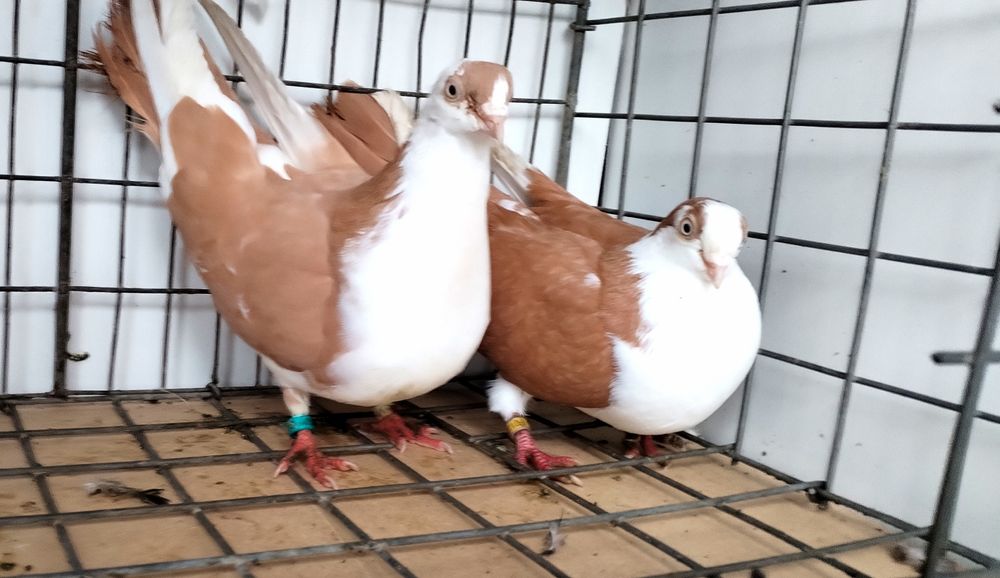 jucatori de galati cu joc și zbor