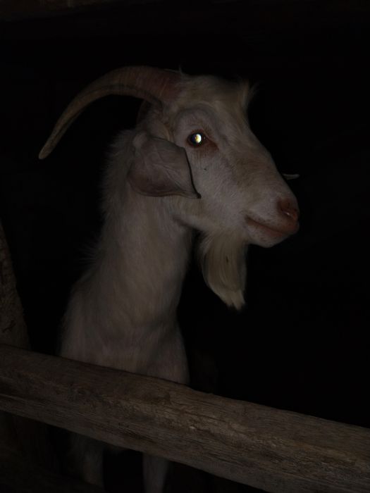 Нуби теке сатылады.