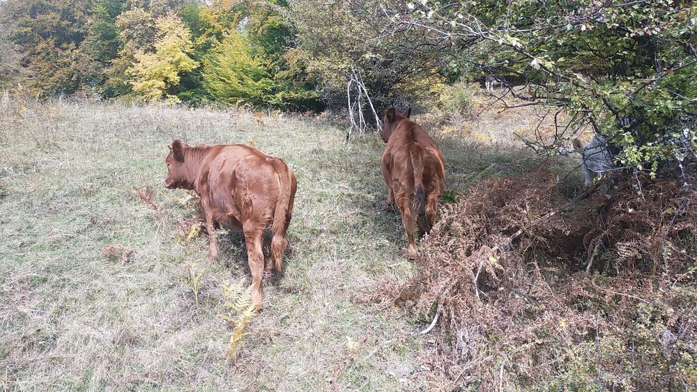 Vând viței de rasa,  angus roșu. Viței de prăsilă