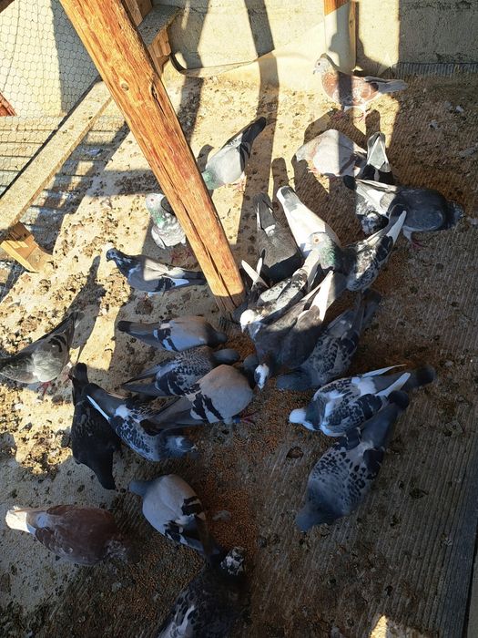 Vând porumbei voiajori