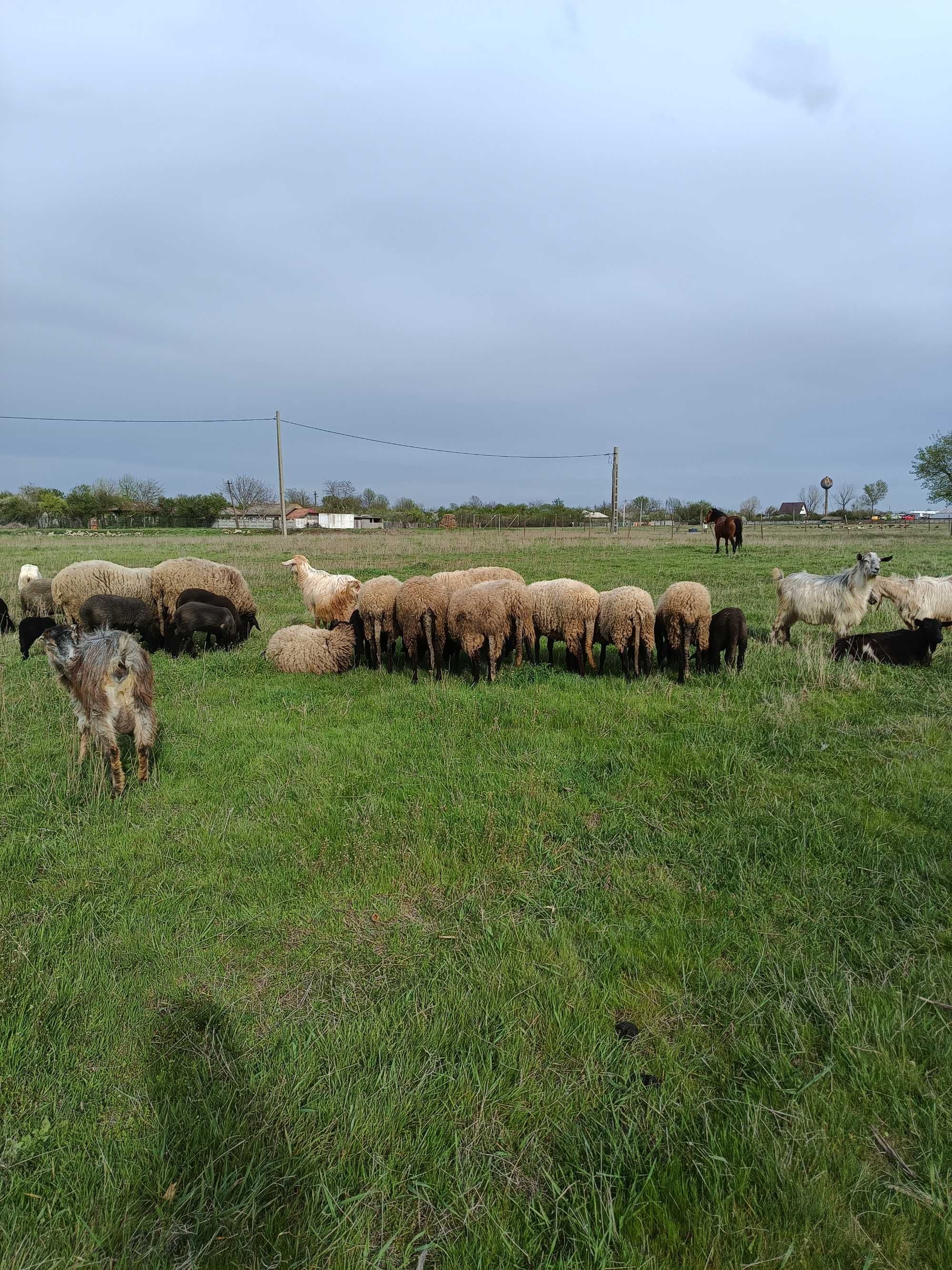 Vând oi Carabasa cap negru de Teleorman