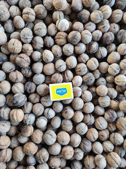 Орехи грецкие свежие, урожай 2025