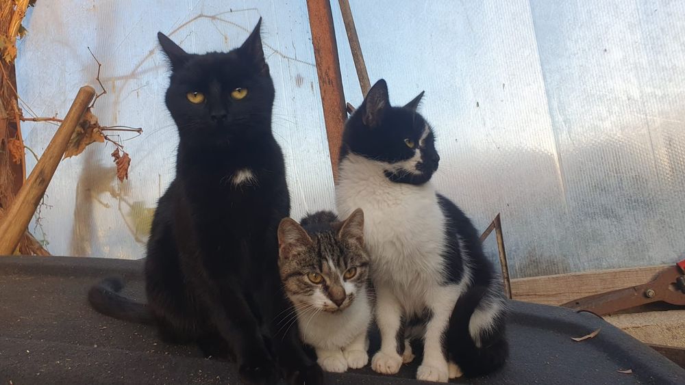 Donez pisici, pisicute