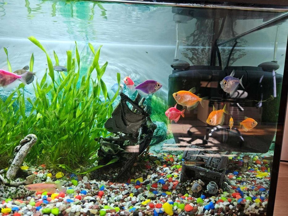 Аквариум с рибки