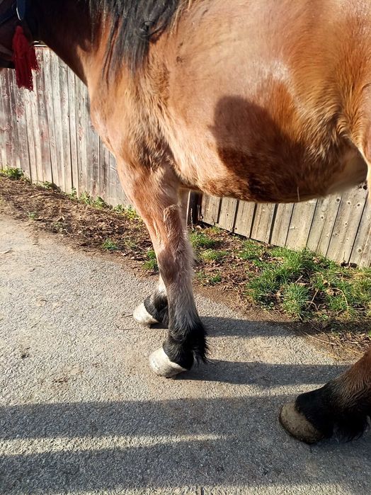 Cal de 3 ani Boghis Sālaj