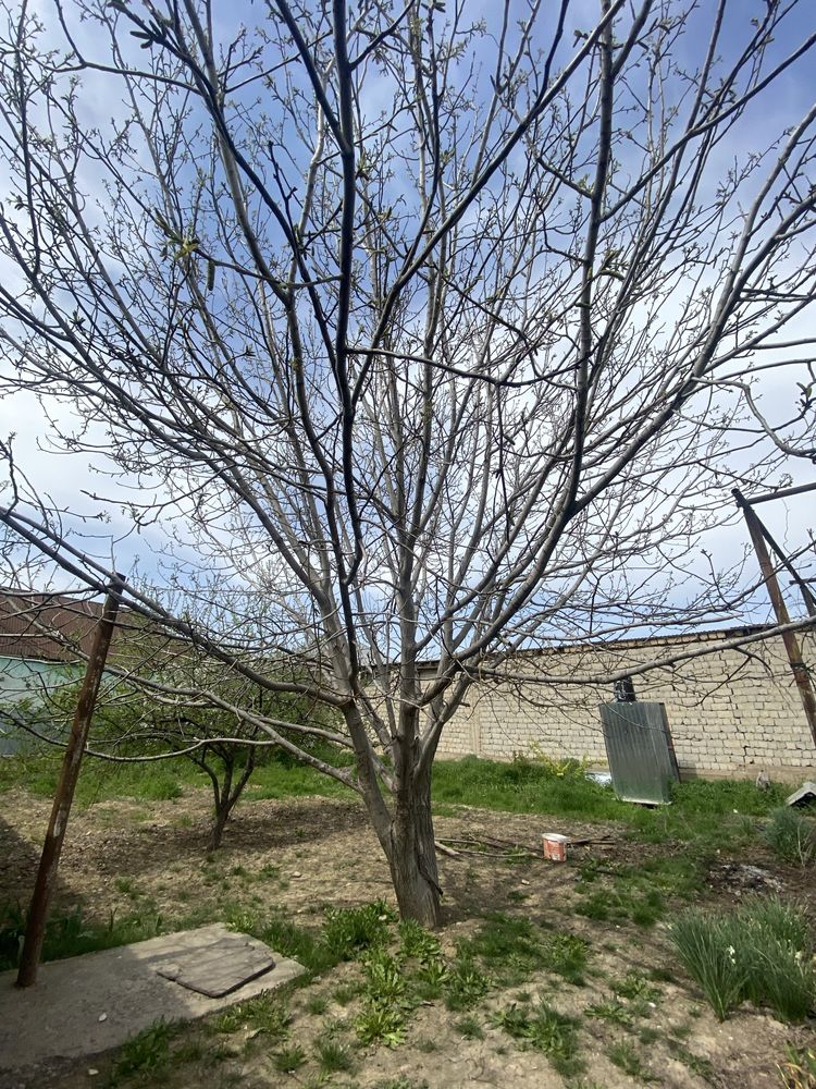 Жаңғақ тал сатылады торг бар