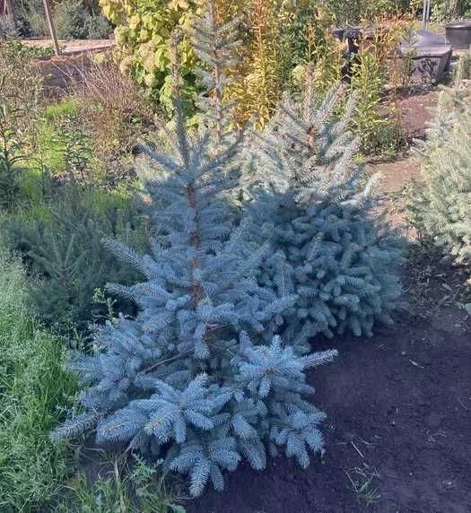 Продам голубые ели