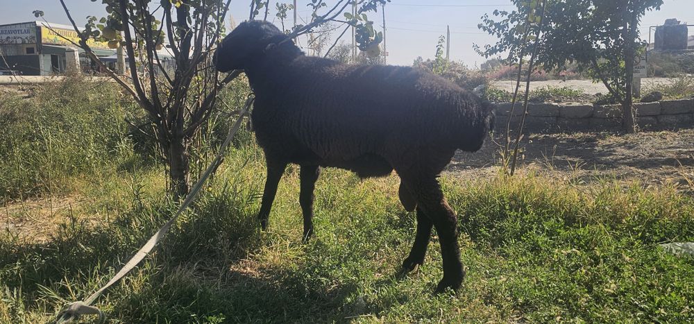 Кучкор сотилади.