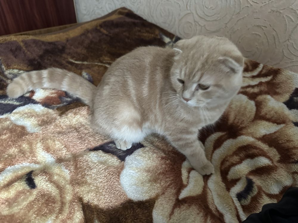 Шотландская вислоухая кошка