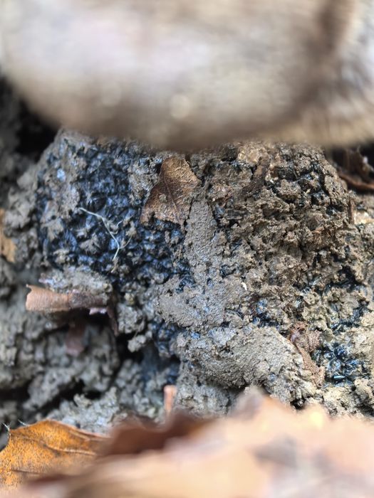 Черен есенен трюфел (Tuber Uncinatum)