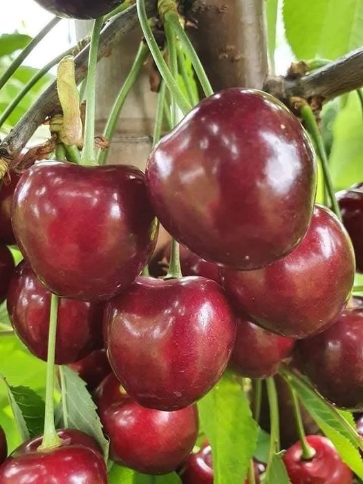 Pomi fructiferi certificati