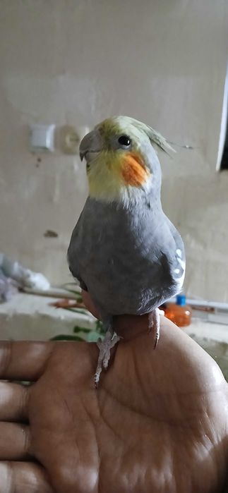 Ручная Корелла. Самец. 1,5 года.