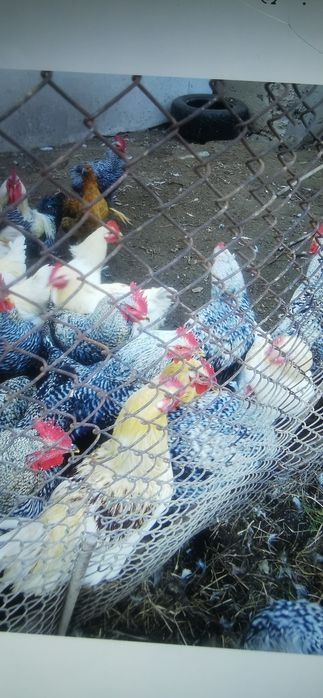 Продаваме петели