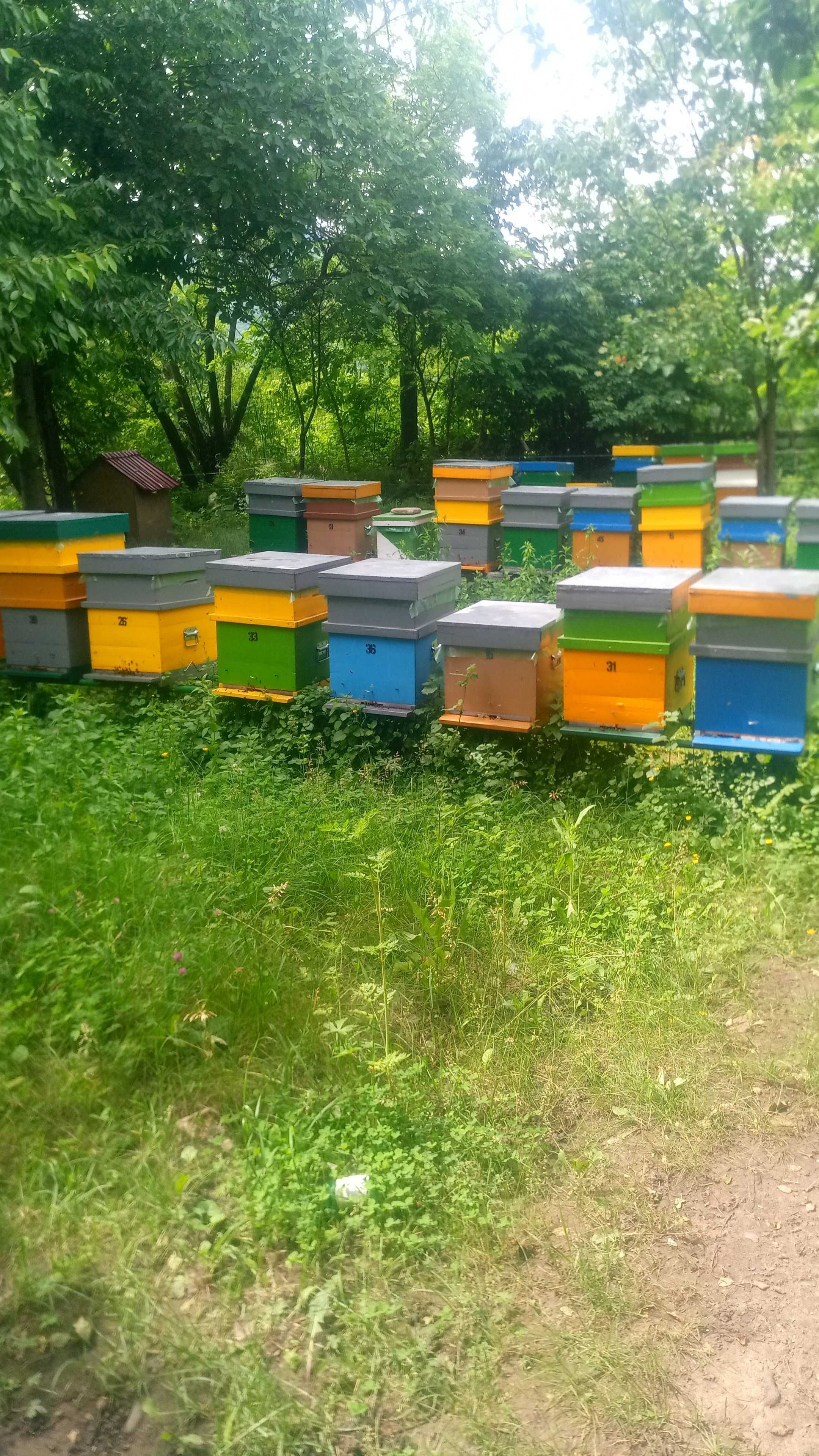 Vând 60 familii de albine. Cu lăzi cu tot