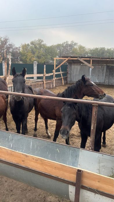 Мясо байталов(туша) г.Алматы