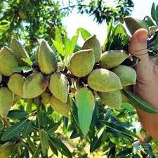 Pomi Fructiferi Deosebiți (Migdal )