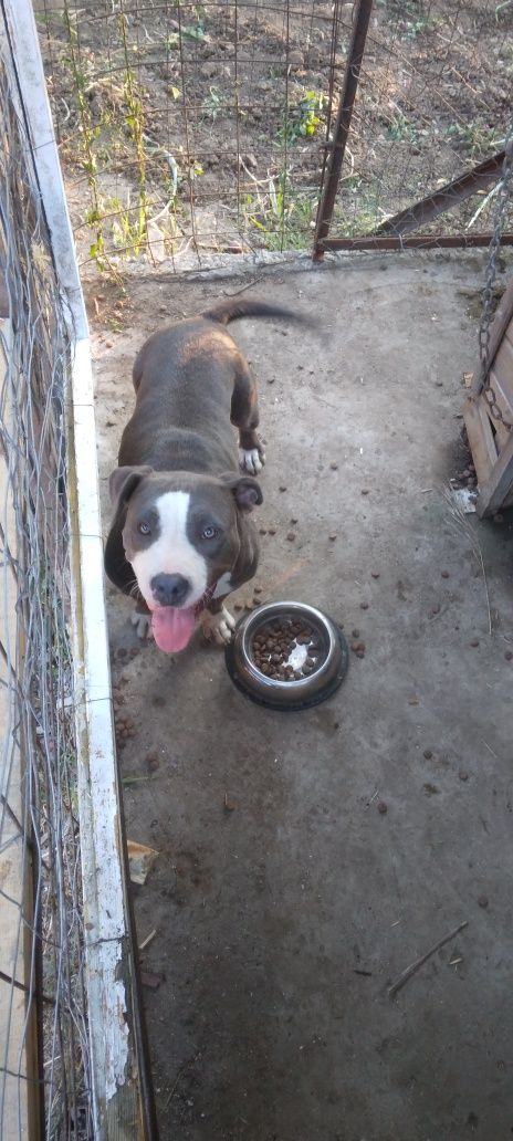 Vând american bully standard